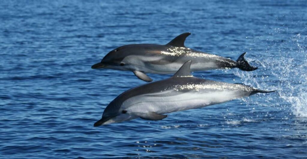 Observation des dauphins en Sardaigne