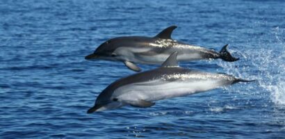 Observation des dauphins en Sardaigne